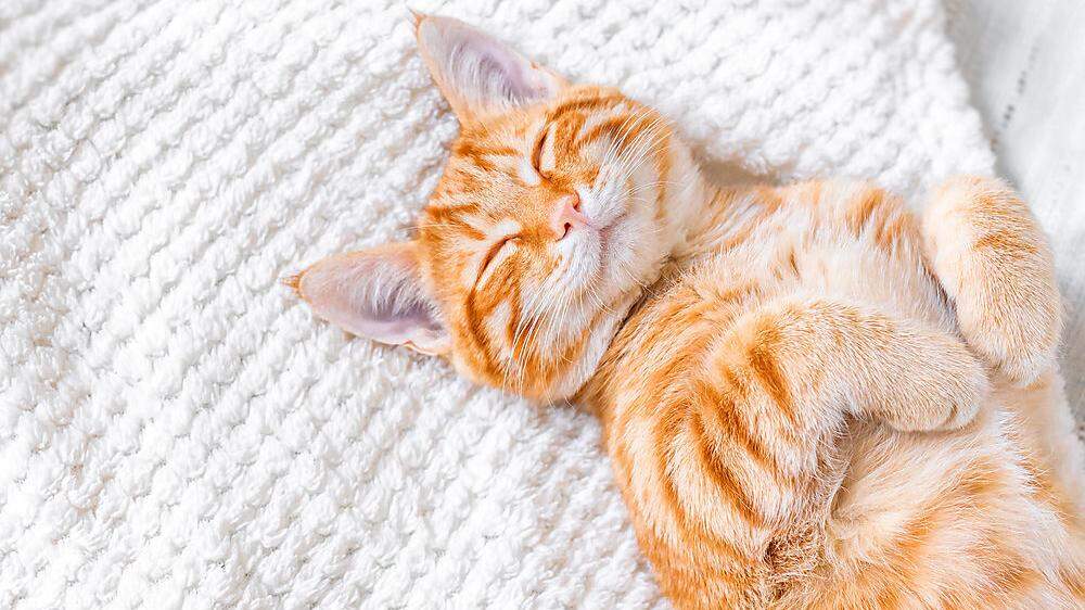 Katzen dösen und schlafen bis zu 16 Stunden am Tag
