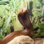 Eine Kobra biss einen Achtjährigen – dieser biss zurück. Die Schlange starb