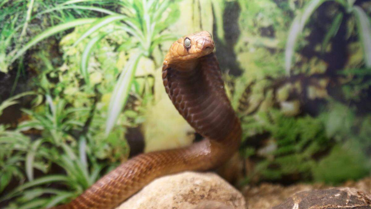 Eine Kobra biss einen Achtjährigen – dieser biss zurück. Die Schlange starb