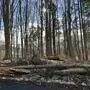 Die Waldschäden – hier entlang der L 256 zwischen Frutten-Gießelsdorf und Neusetz – fordern derzeit die heimischen Waldbesitzer 
