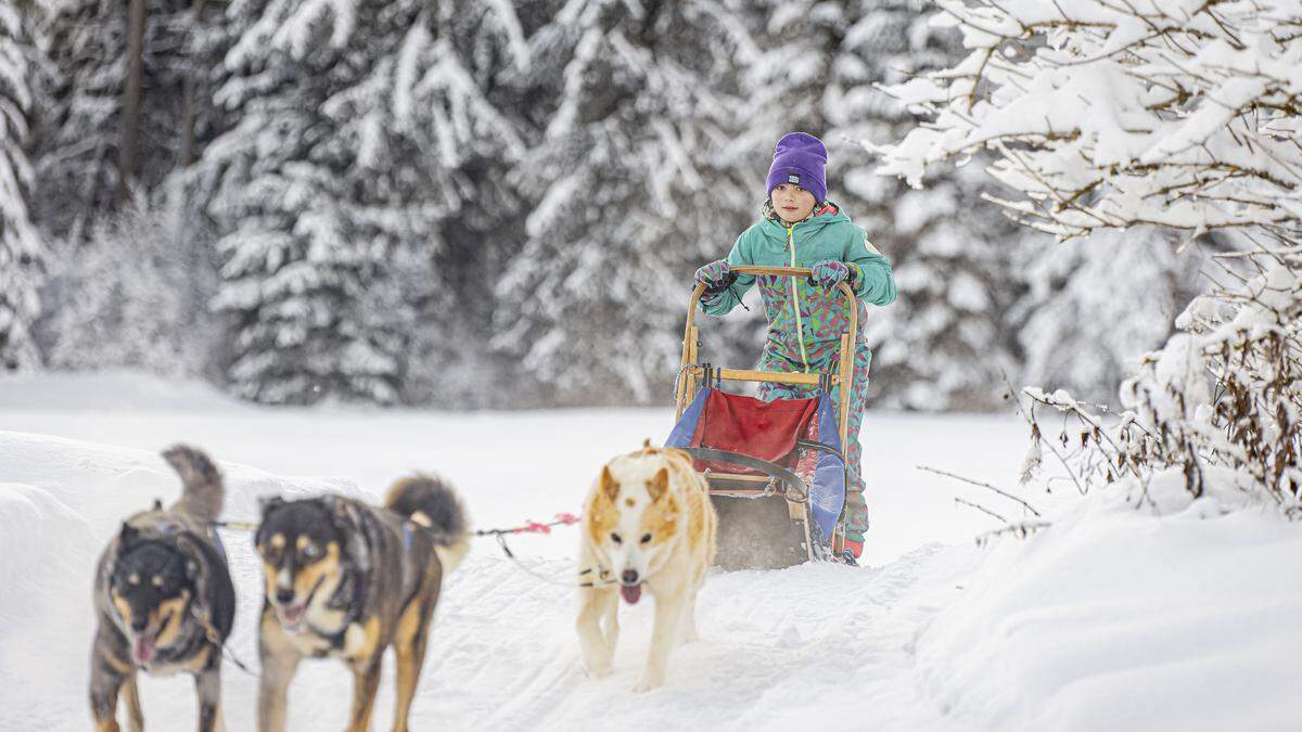 Helena wird zum Musher, zur Hundeschlittenführerin