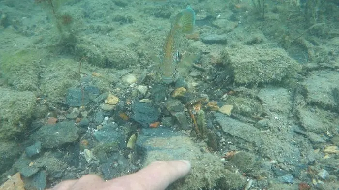 Jeden Tag kommt "Jackie" vorbei, um mit den Tauchern zu spielen.