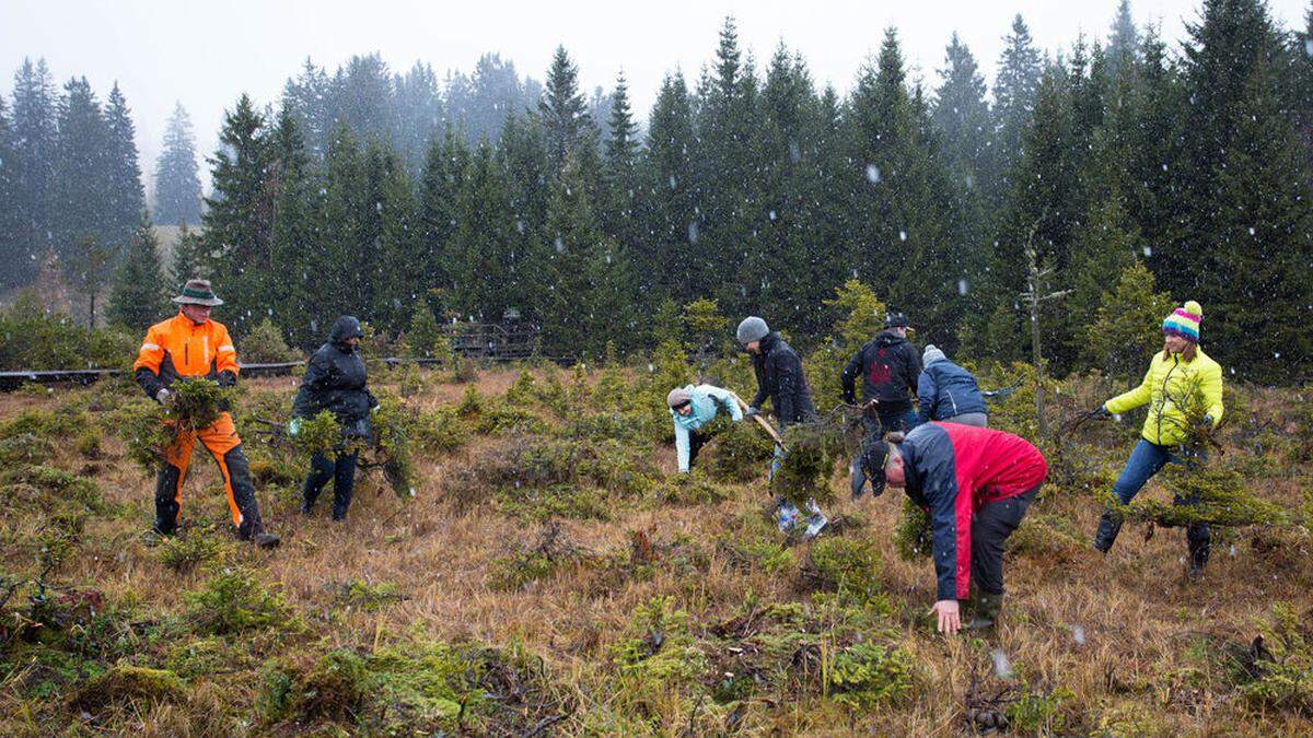 Junge Bäume, die schon so groß sind, dass sie das Vieh nicht mehr frisst, werden von der Niedermoorwiese entfernt