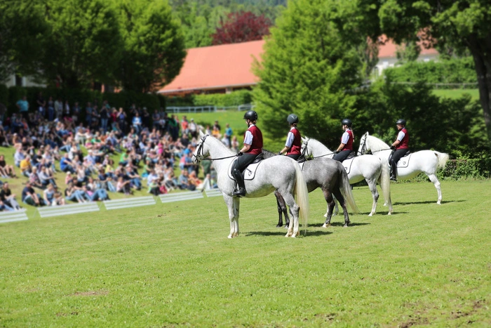 Bei Reitvorführungen können Sie hautnah erleben, was die liebevolle Ausbildung bewirken kann