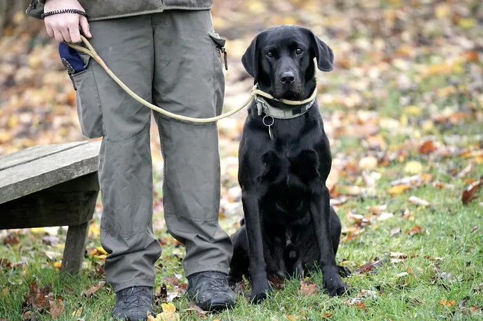 Am Dienstag wurde ins Militärhundezentrum Kaisersteinbruch geladen, wo erklärt wurde, wie Auswahl und Ausbildung der Tiere vonstatten gehen.
