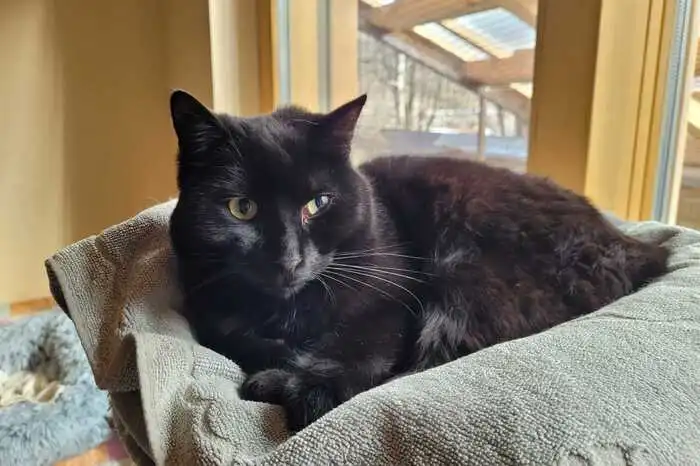 Kater Blacky (am Foto) sucht ein neues Zuhause. Er ist circa 5 Jahre und ganz unkompliziert. Er benötigt etwas Zeit, um sich einzugewöhnen. Nach der Eingewöhnungszeit braucht er die Möglichkeit zum Freigang. Kontakt: Osttiroler Tierschutzverband, 9900 Lienz,Postfach 8, Tel. (0 664)44 33 919;facebook.com/tierschutzvereinosttirol