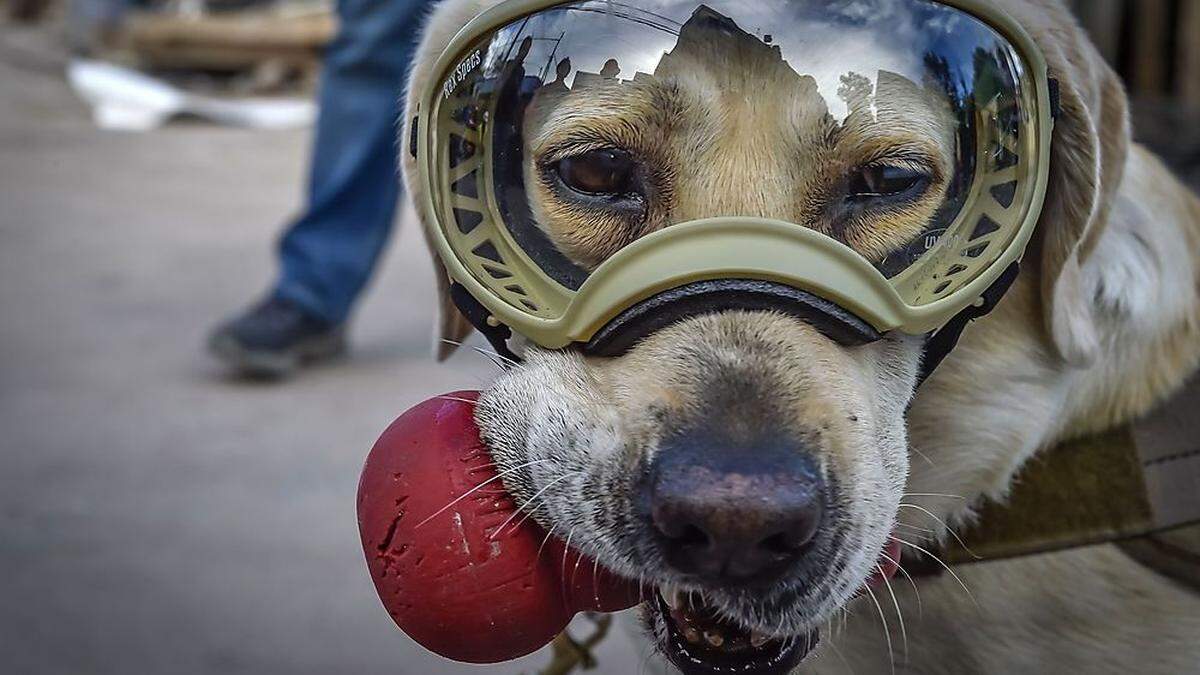 Hündin Frida im Einsatz