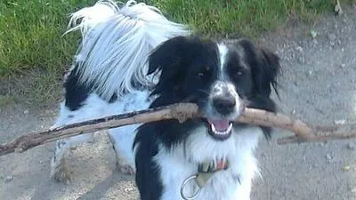 Dackel-Spitz-Mischling "Jamie" wurde getötet