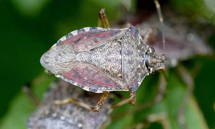 Die Marmorierte Baumwanze