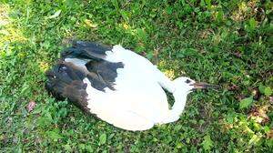 Der Storch ist verletzt am Boden gelegen