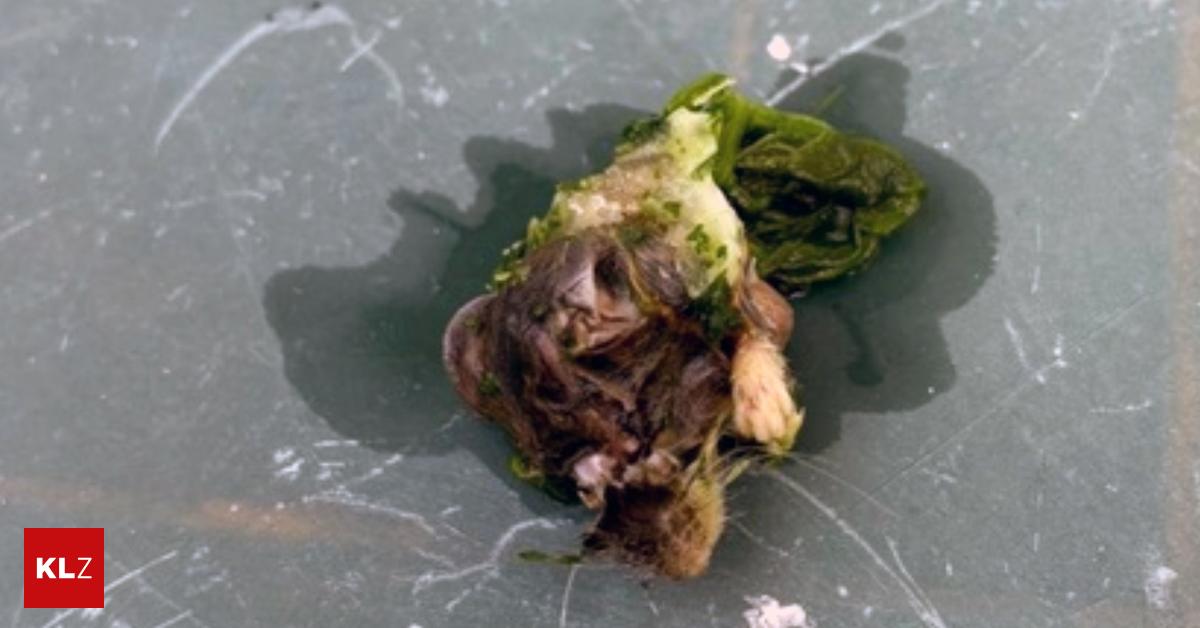 Woman found dead mouse in pot while defrosting frozen spinach