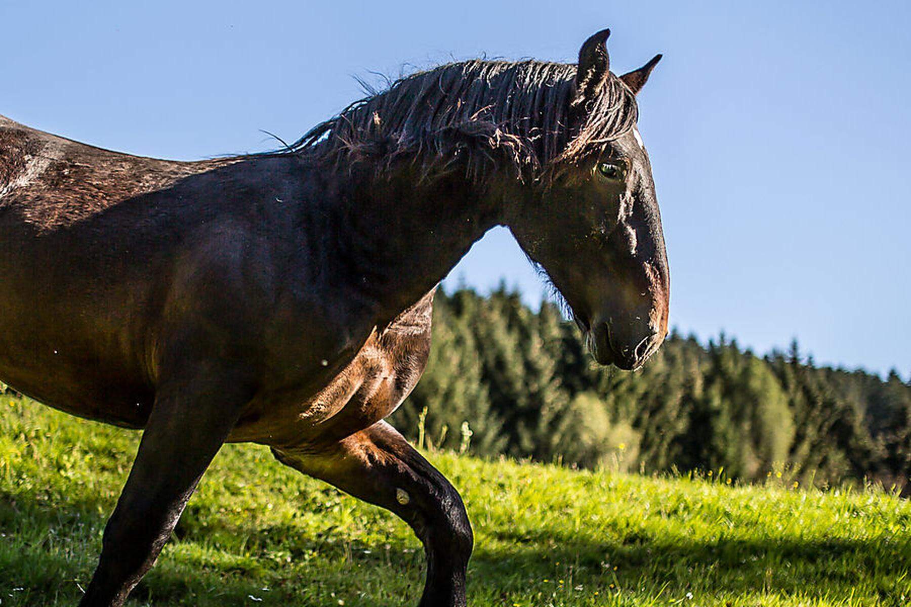 Schwer verletzt: Pferd trat 24-Jährige gegen den Brustkorb