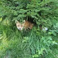 In Proleb wurde ein Rotfuchs illegal gehalten (Sujetbild)