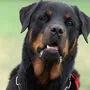 Sujetbild: Rottweiler