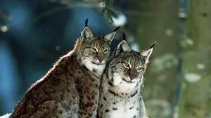 NP Bayrischer Wald, Nationalpark Bayrischer Wald, Deutschland, Bayern,  Europa, Gruppierung, Jahreszeit, Katze, Kater, Konzept, Landschaft, Luchs, Nationalpark, NP, Naturpark, Outdoor, 2, Paar, Zwei, Raubkatze, Raubtier, Schnee, Schutzgebiet, Naturreservat, Naturschutzgebiet, Saeugetier, Fauna, Tier, Tierwelt, Wald, Winter, winterlich,  2003,