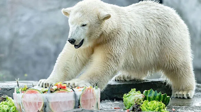 "Finja" freut sich über ihre mit Lachs, Melonen und Karotten gefüllte Eistorte