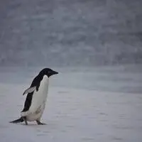 Einsam watschelt der Adeliepinguin dahin (Themenbild)