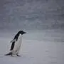 Einsam watschelt der Adeliepinguin durch den Schneesturm