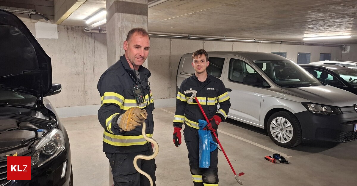 Fund-im-Auto-Schlange-musste-aus-Motorraum-befreit-werden