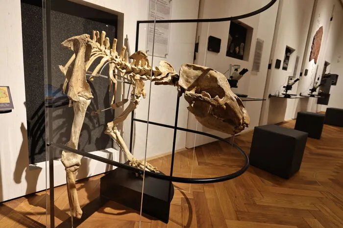 Höhlenbär. Das Skelett eines eiszeitlichen Höhlenbären (und eines ungeborenen Jungtiers) ist wirklich beeindruckend. Gefunden werden solche Skelette in Höhlen, wo die Bären Unterschlupf suchten.