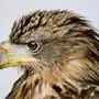 Nur eine bedrohte Tierart: Seeadler