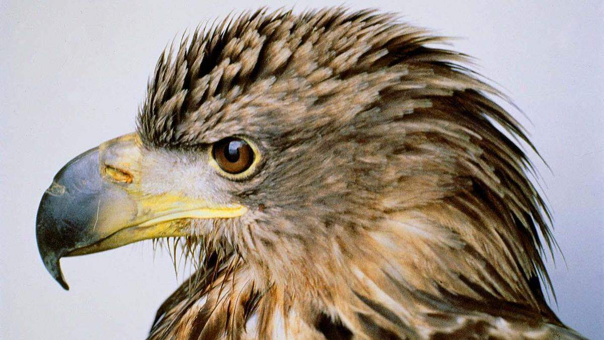 Nur eine bedrohte Tierart: Seeadler