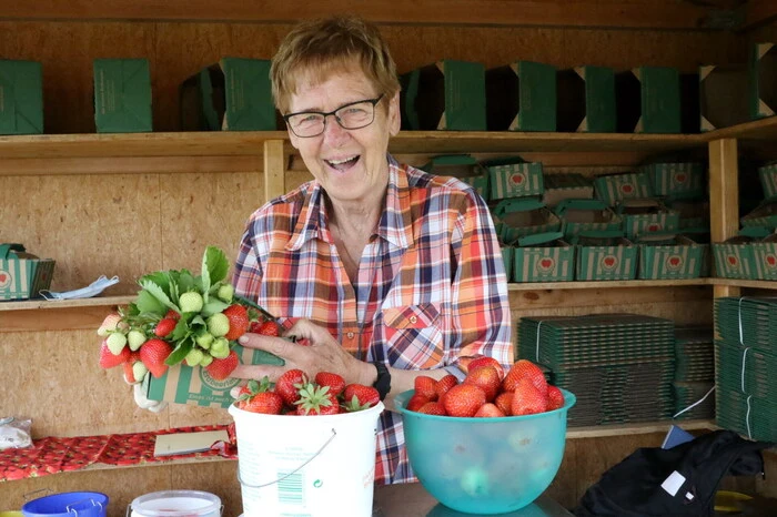 Übrigens: Bestens betreut werden die Besucher im Althofner Erdbeerland an der Kassa von Wilhemine Müller (Foto).