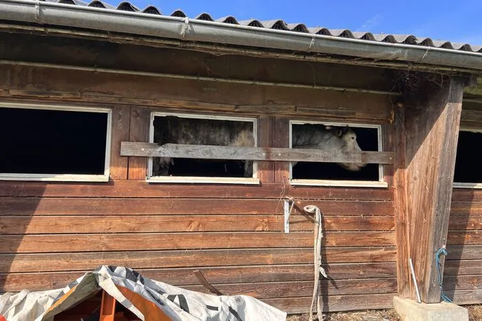Mist und Müll im Inneren des Stalles stapeln sich so hoch, dass die Tiere auf Fensterhöhe stehen.