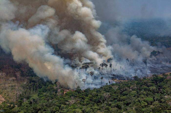 llein im Amazonas stehen derzeit rund 950.000 Hektar Regenwald in Flammen