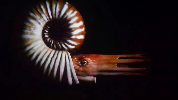 Tintenfische verdanken Intelligenz Umbauaktionen des Erbguts