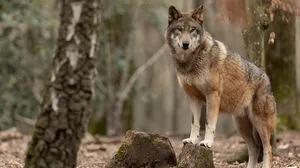 Ein Wolf streifte im Dezember durch das Ausseerland (Sujetbild)