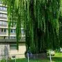 Die Trauerweide muss gefällt werden 
