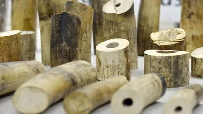 Elfenbein ist nach wie vor begehrt