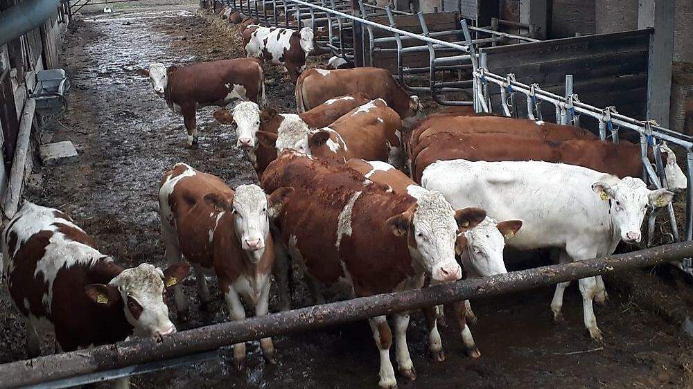 Die geretteten Rinder sind jetzt in Auersbach untergebracht