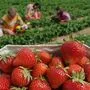 Erdbeerernte