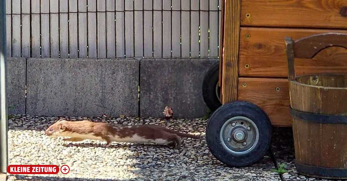 The world's smallest predator was spotted in Bruck