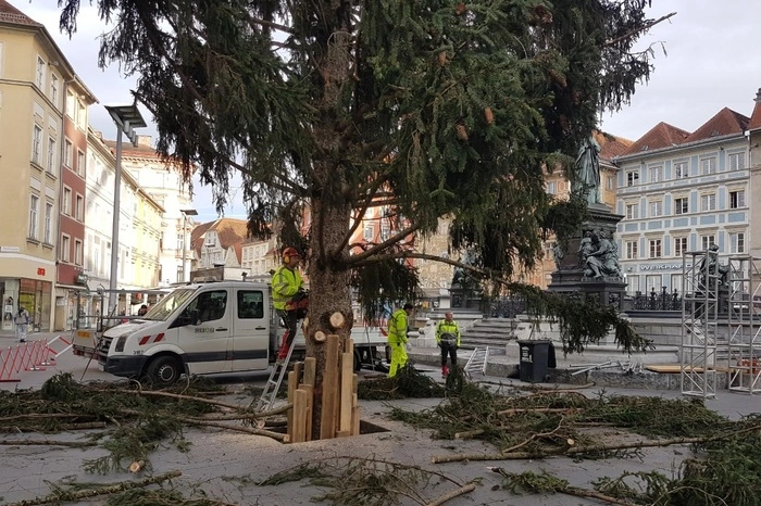 Noch ist der Baum wegen des Transportes ein wenig "mitgenommen".