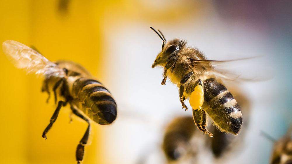 Am Kommunalfriedhof haben 40 neue Lehrbienenstöcke ein Zuhause gefunden 