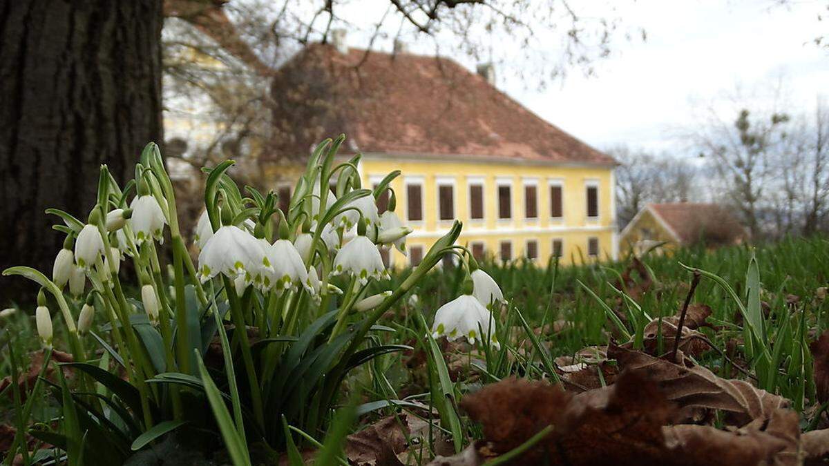 Immern sprießen schon die Frühlingsboten