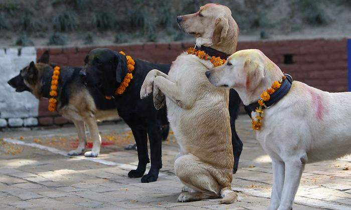 Polizeihunde "feiern" Diwali