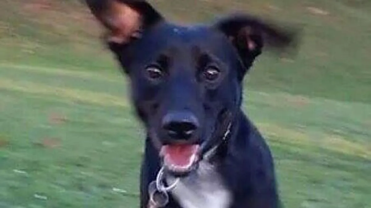 Shorty wurde am Bauch getroffen