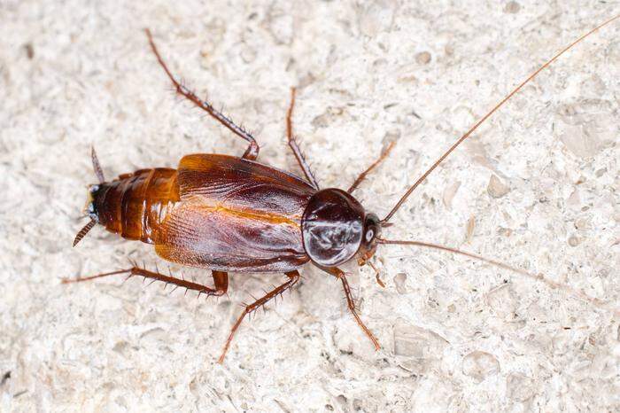 Kakerlaken | Sie können Krankheitskeime übertragen und die Urlaubsstimmung trüben