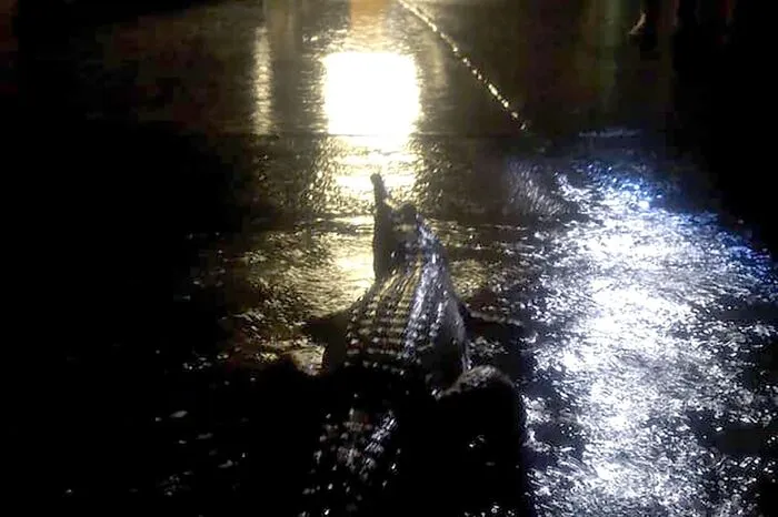 Auch Krokodile sind bereits im Anmarsch.