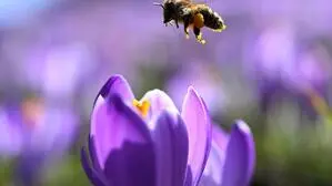 Biene Maja im Anflug auf Krokusblüte. Die Natur ist so simpel und dabei unfassbar präzise. 