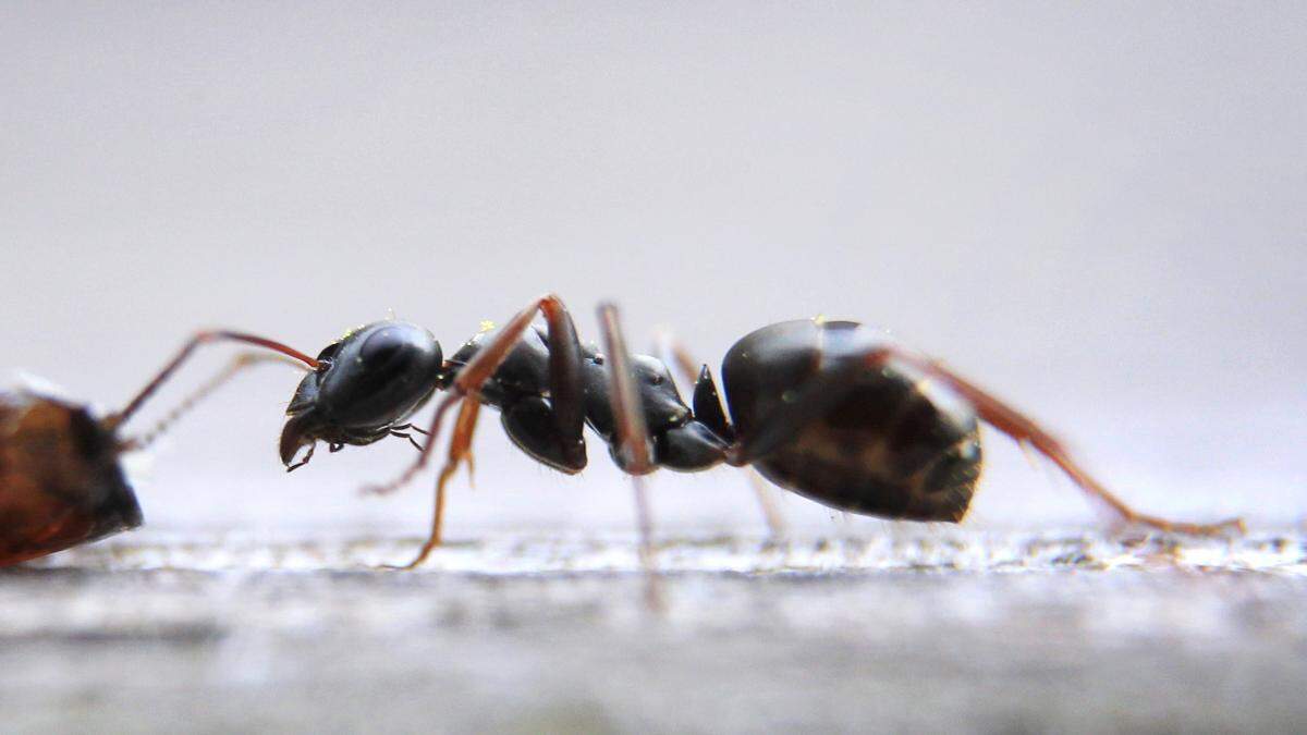 Einzelne Ameisen müssen Mieter wohl oder übel ertragen. Nistet sich aber eine ganze Kolonie häuslich in der Wohnung ein, sollten sie den Vermieter informieren.