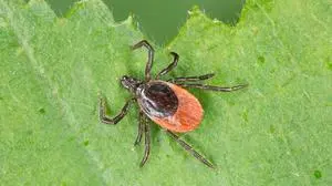 Ixodes ricinus: Die häufigste Zeckenart in Mitteleuropa