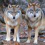 Seit zwei Jahren wird in Kärnten mittels Verordnung gegen Wölfe vorgegangen | Seit zwei Jahren wird in Kärnten mittels Verordnung gegen Wölfe vorgegangen