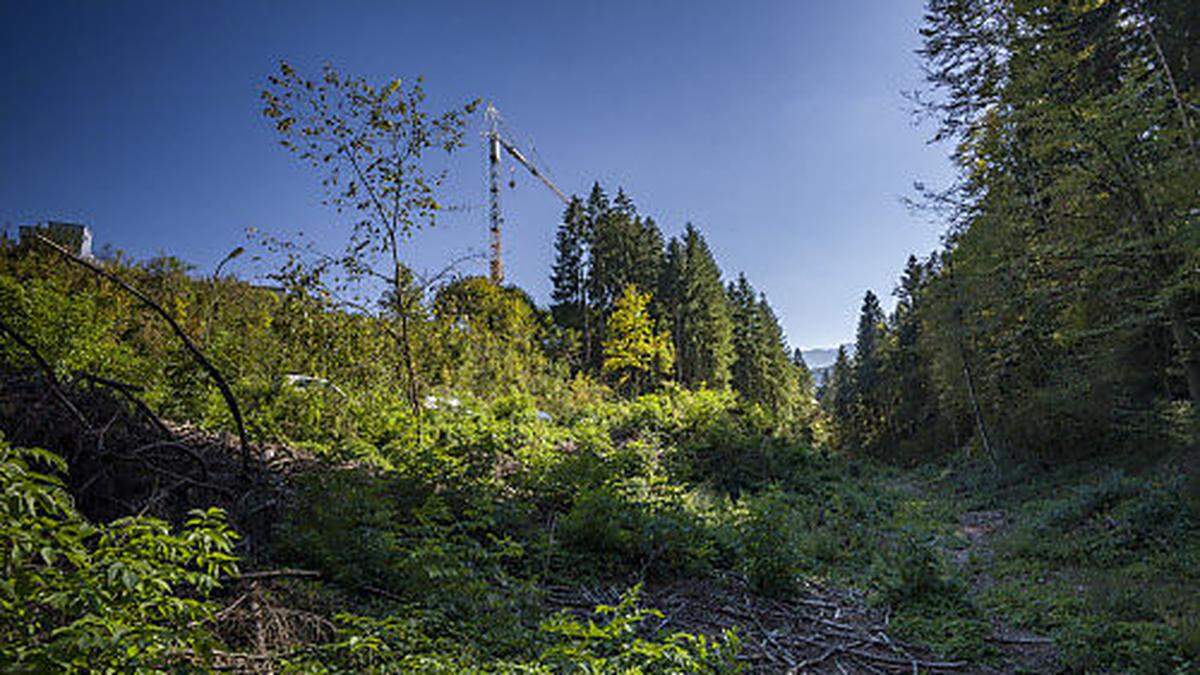 Schlägerungsarbeiten rund um das Maibachl und vor dem neuen Wohnprojekt sorgen für Beunruhigung 