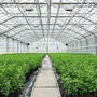 Der auf 185.000 Quadratmetern Glashausfläche angebaute Nutzhanf wird zu CBD-Produkten verarbeitet