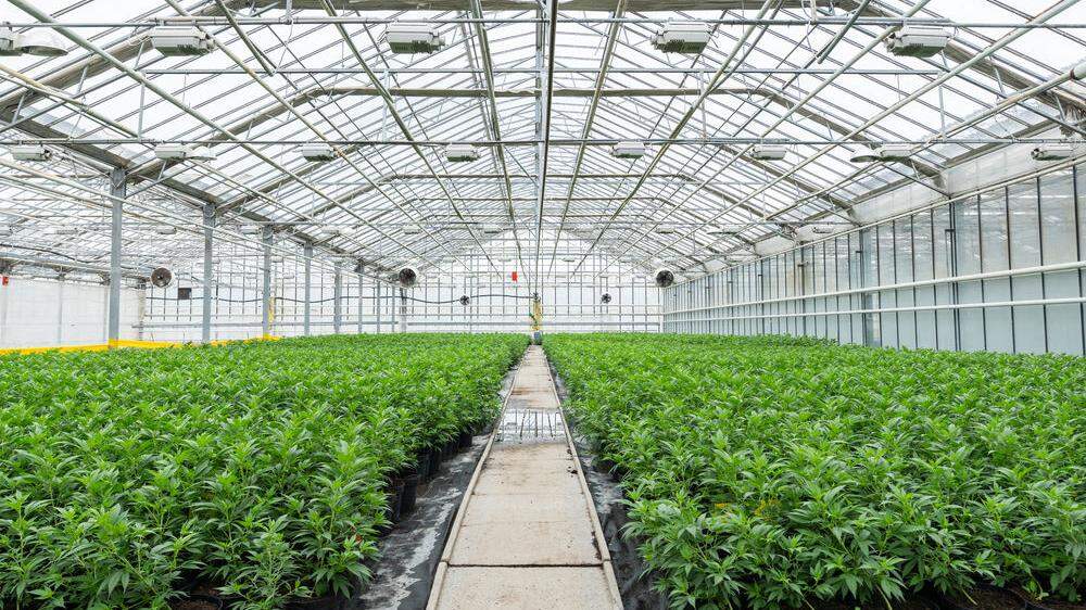 Der auf 185.000 Quadratmetern Glashausfläche angebaute Nutzhanf wird zu CBD-Produkten verarbeitet